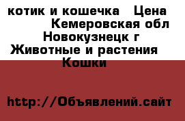 котик и кошечка › Цена ­ 3 000 - Кемеровская обл., Новокузнецк г. Животные и растения » Кошки   